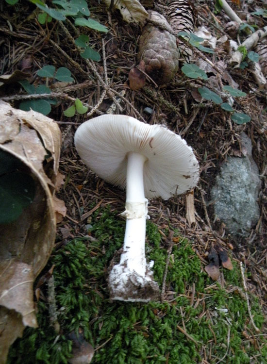 Amanita trentina: Amanita pantherina?